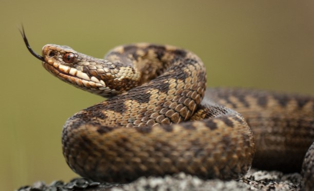 આજે વિશ્વ સર્પ દિવસ – રાજ્યમાં હાલ 50થી વધુ સાપની પ્રજાતિ અસ્તિત્વમાં