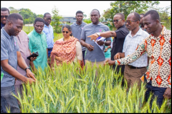 Ghana launches climate-resilient wheat initiative in collaboration with India