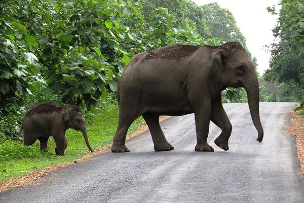 Karnataka signs MoU with IIS to mitigate human elephant conflict