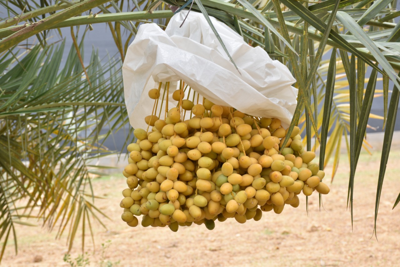 પાટણ જિલ્લાના રાધનપુરના સુલતાનપુરા અને કામલપુર ગામમાં ખેડૂતોએ ખારેકની સફળ ખેતી કરી છે