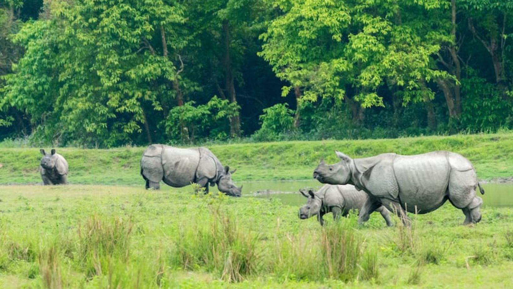 কাজিৰঙা ৰাষ্ট্ৰীয় উদ্যানত গড়ৰ খৰ্গৰ ডি এন এ নমুনা সংগ্ৰহৰ কাম আৰম্ভ