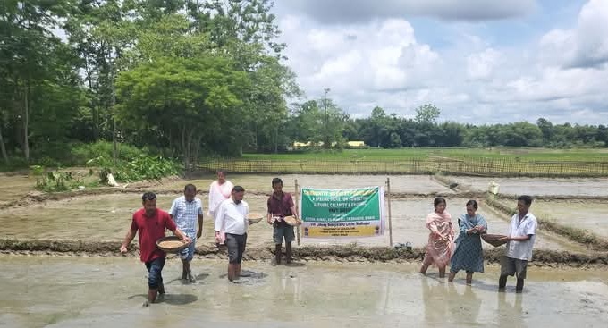 গোলাঘাটৰ মৰঙি কৃষি উন্নয়ন চক্ৰৰ ফলঙনিত ৰাষ্ট্ৰীয় কৃষি বিকাশ যোজনাৰ অধীনত কঠীয়া সিঁচা কাৰ্যসূচী