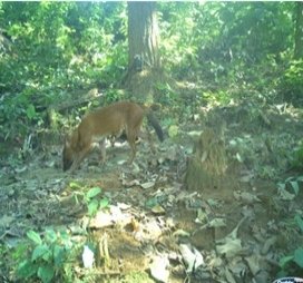 কাজিৰঙা ৰাষ্ট্ৰীয় উদ্যানত বিলুপ্তপ্ৰায় ৰাং কুকুৰৰ সন্ধান