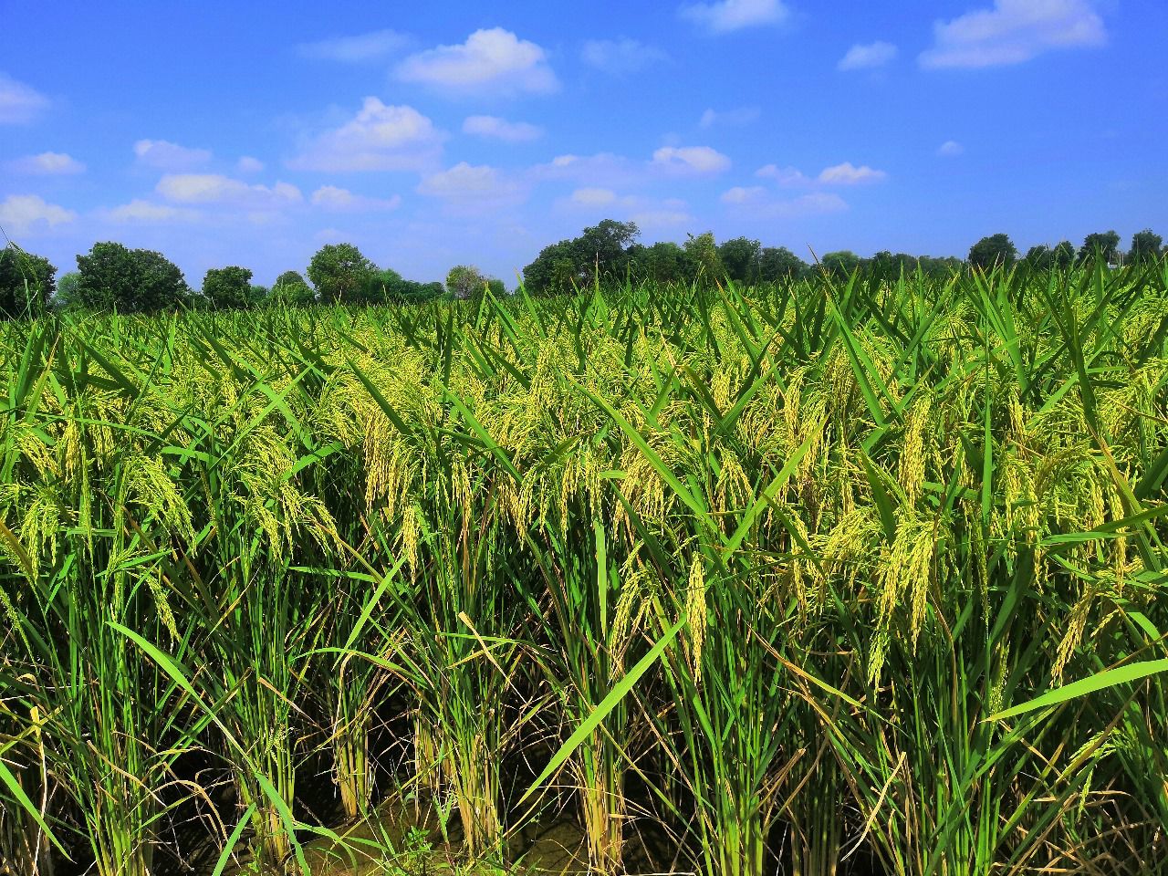 છેલ્લા બે વર્ષમાં બીજ નિગમ દ્વારા પ્રમાણિત બિયારણના ઉત્પાદન અને વેચાણમાં અભૂતપૂર્વ વધારો નોંધાયો