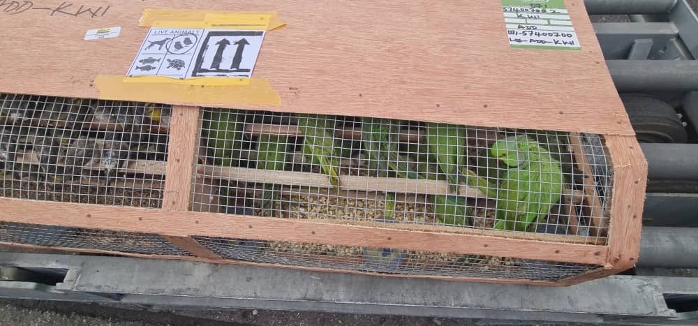 Nigeria customs seize over 1,600 parrots and canaries in major wildlife trafficking bust