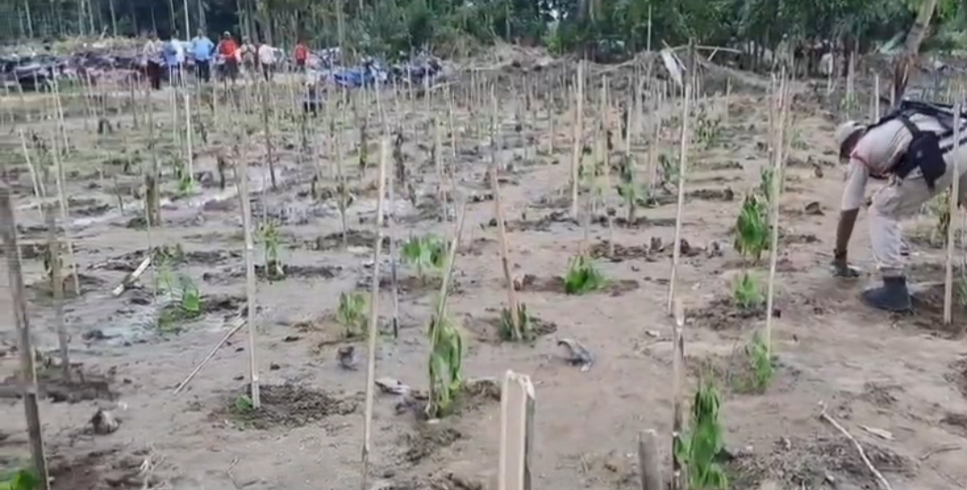 উৰিয়ামঘাটৰ ৰেংমা সংৰক্ষিত বনাঞ্চলৰ উচ্ছেদিত ভূমিত গছপুলি ৰোপন অভিযান
