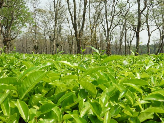 নিরাপত্তা জনিত সমস্যার কারণ দেখিয়ে মালিক পক্ষ উত্তরবঙ্গের ডুয়ার্সের একটি চা বাগান বন্ধ করে দিয়েছে।