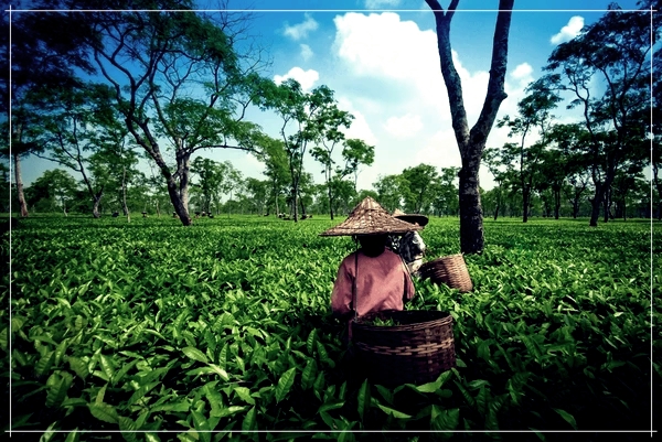 চাহ শ্রমিকক বোনাচ আদায় দিয়াক লৈ ৰাজ্য চৰকাৰৰ কঠোৰ নিৰ্দেশনা