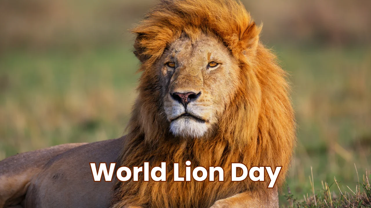 World Lion Day observes across the globe
