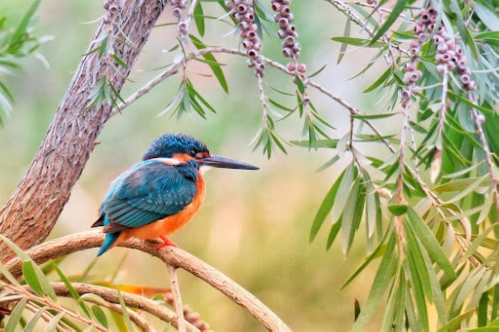 Climate Change-Driven Extreme Heat Slashes Tropical Bird Populations by Up to 38%