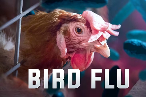 New Bird Flu Outbreaks Confirmed in South Africa’s Western Cape