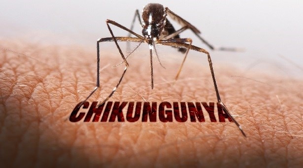 Chikungunya Outbreak in China: Over 7,000 Cases Emerge in Guangdong
