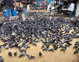 मुंबईतल्या कबुतरखान्यांसदर्भात उच्च न्यायालयाच्या आदेशात हस्तक्षेप करायला सर्वोच्च न्यायालयाचा नकार
