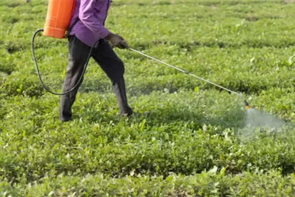Govt says fertiliser availability is comfortable across states during ongoing Kharif season