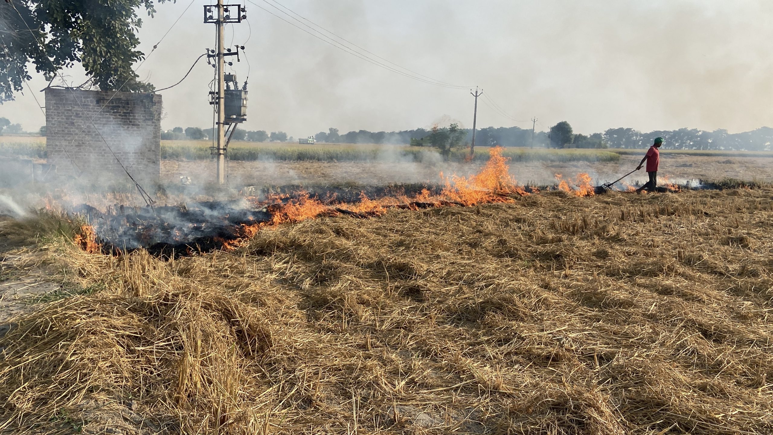 Punjab Records 85% Drop in Stubble Burning Since 2021