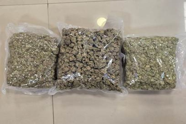 Revenue Intelligence seizes hydroponic weed worth Rs 72 cr 
