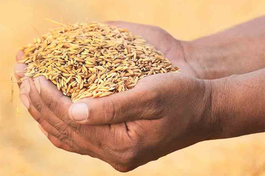 আগামী নভেম্বর মাস থেকে রাজ্যজুড়ে ২০২৫-২৬ খরিফ মরশুমে কৃষকদের কাছ থেকে ধান সংগ্রহের প্রক্রিয়া শুরু হবে