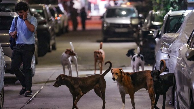 दिल्‍ली: प्रत्‍येक वार्ड में बनाए जाएंगे तीन से चार स्‍थानों पर फीडिंग प्‍वाइंट