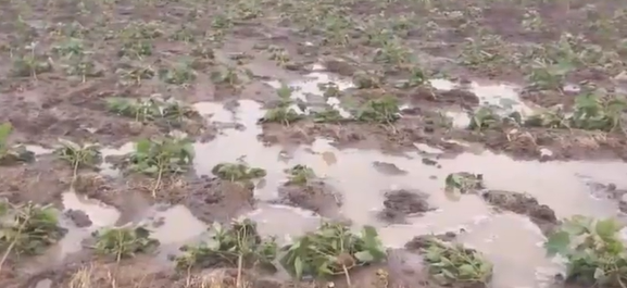 Maharashtra Approves ₹689.52 Crore Aid for Farmers Hit by Floods and Rainfall