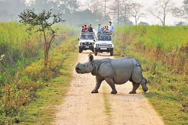 Kaziranga National Park & Tiger Reserve to Open from Tomorrow