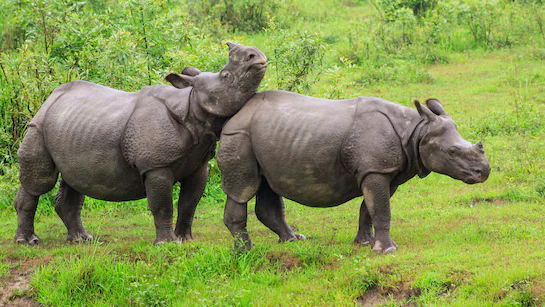 আজিৰেপৰা কাজিৰঙা ৰাষ্ট্ৰীয় উদ্যান পৰ্যটকৰ বাবে পুনৰ মুকলি