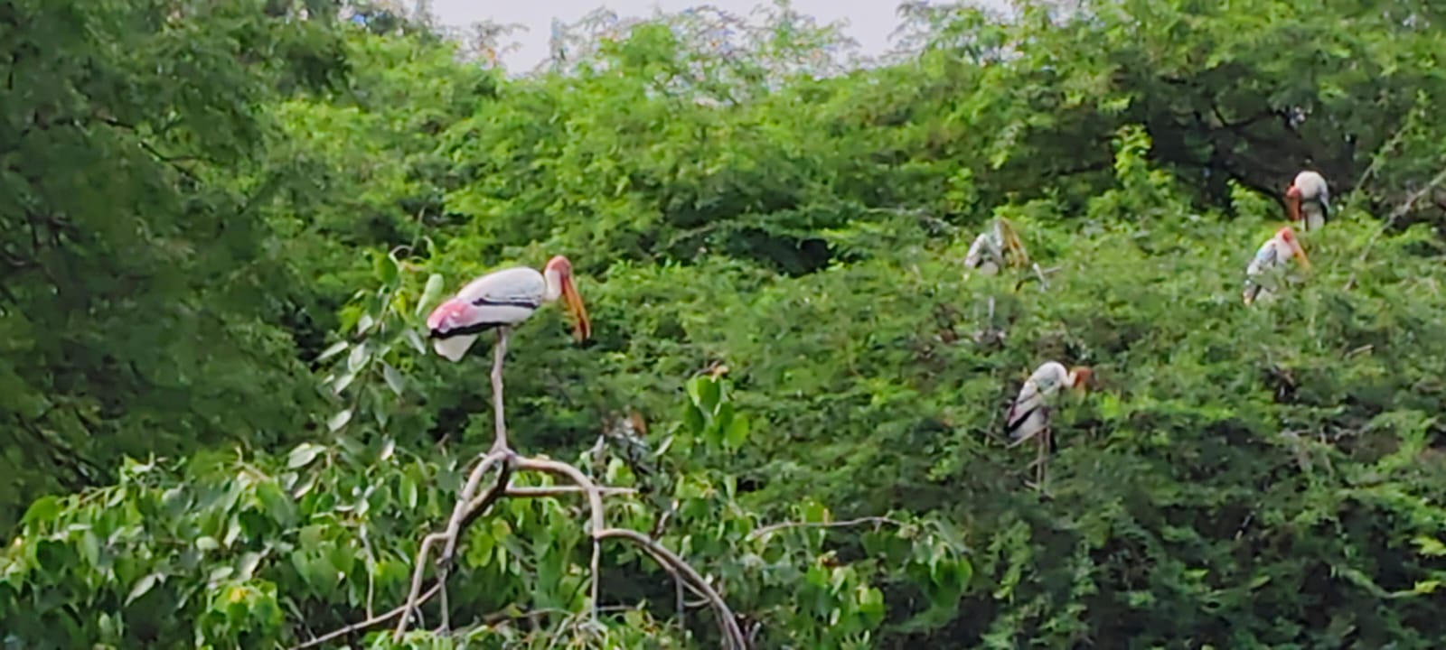 Environment Ministry: Intensive Sanitation and Bio-Security Measures Underway at Zoo
