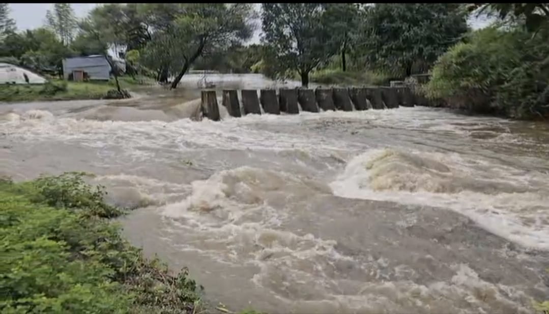 राज्यात पावसाची हजेरी, पिकांचं नुकसान