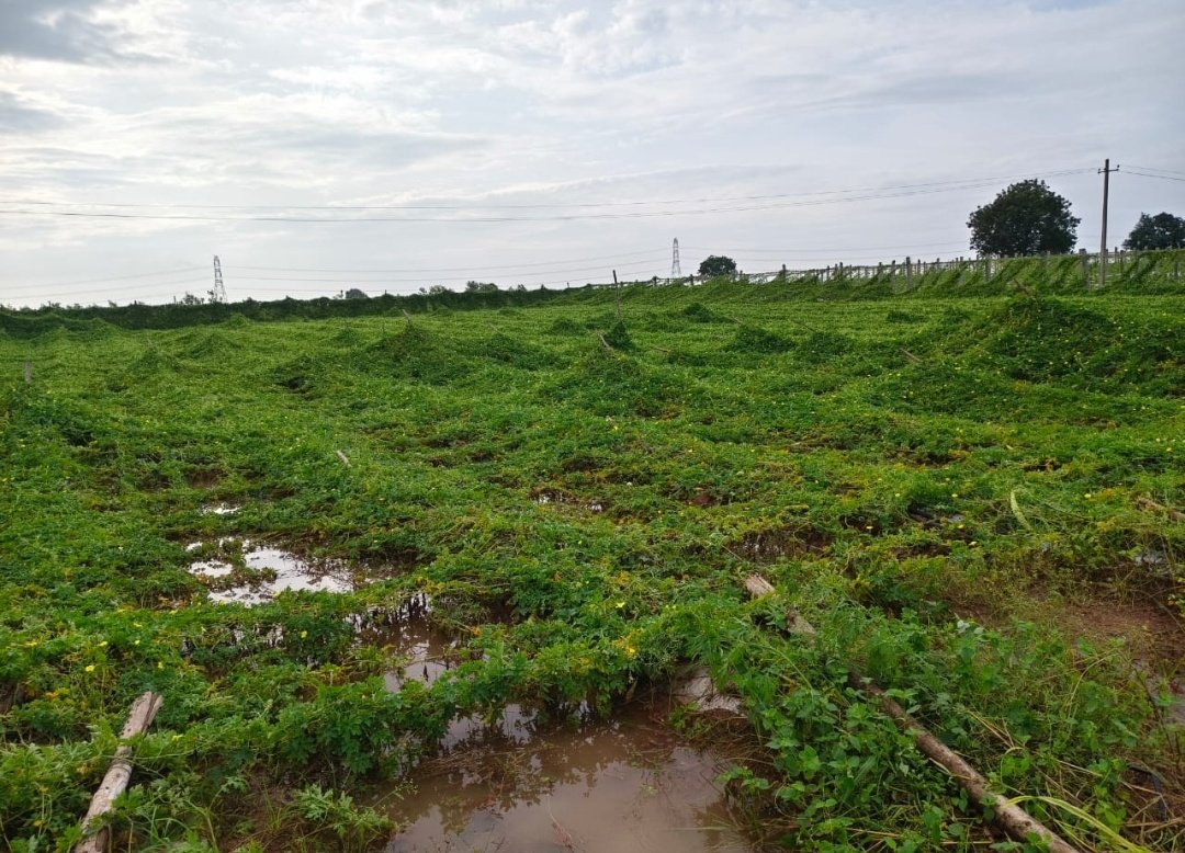 तेलंगाना: चक्रवाती तूफ़ान मोन्था से धान की कटाई और कपास ख़रीद के मौसम में फ़सलों को भारी नुकसान हुआ