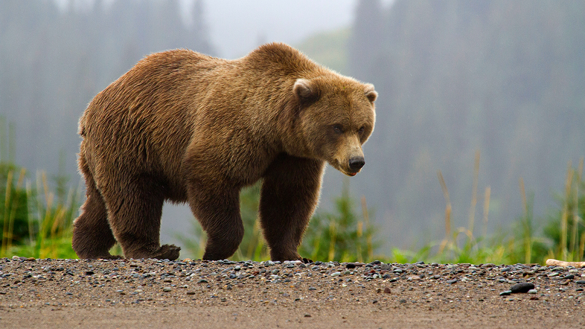 Slovenia Faces Rising Brown Bear Threat as Citizens Urge Government Action