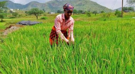 खरीप हंगामात देशात ११ कोटी २१ लाख हेक्टरपेक्षा जास्त क्षेत्रावर पेरणी