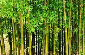 बांबू लागवड आणि प्रक्रीया उद्योगाला चालना देण्यासाठी ‘बांबू धोरण’ जाहीर