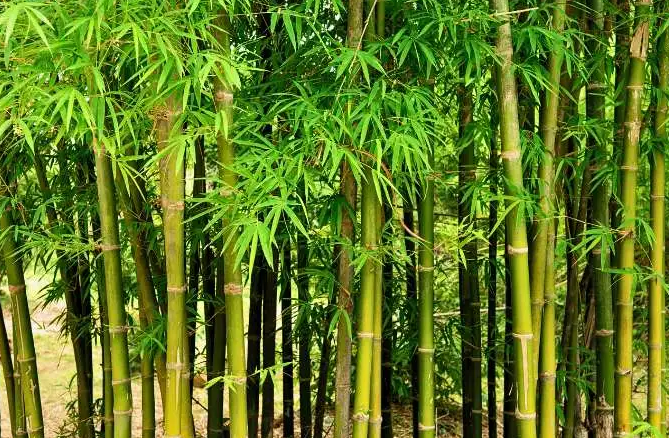 बांबू लागवड आणि प्रक्रीया उद्योगाला चालना देण्यासाठी ‘बांबू धोरण’ जाहीर