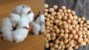 कापूस, सोयाबीन उत्पादक शेतकऱ्यांनी हमीभावापेक्षा कमी दरात शेतमाल न विकण्याचं आवाहन