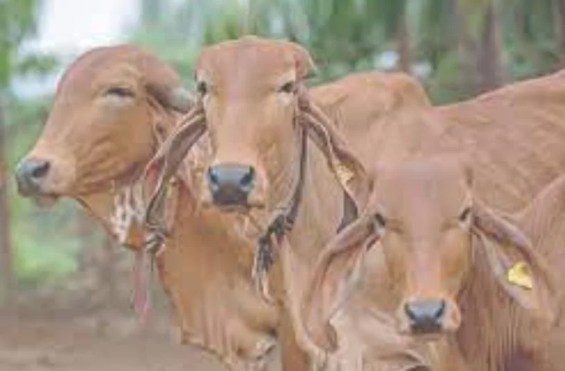 पशुधनाच्या नुकसानापोटी मिळणाऱ्या भरपाईच्या निकषांत बदल