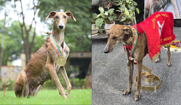 BSF’s Indian-Bred Canine Squad to Showcase Skills at Ekta Diwas Celebration