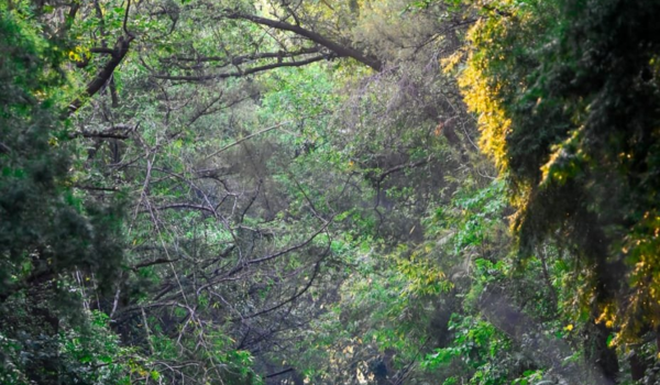 વૈશ્વિક વન સંસાધન આંકલન 2025 માં ભારત ટોચના 9 દેશોમાં સામેલ