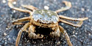 Taiwan Seizes Chinese Crabs Contaminated with Banned Antibiotic