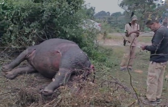 কলিয়াবৰৰ শিলঘাট কামাখ্যা সংৰক্ষিত বনাঞ্চলত এটা গঁড়ৰ মৃতদেহ উদ্ধাৰ