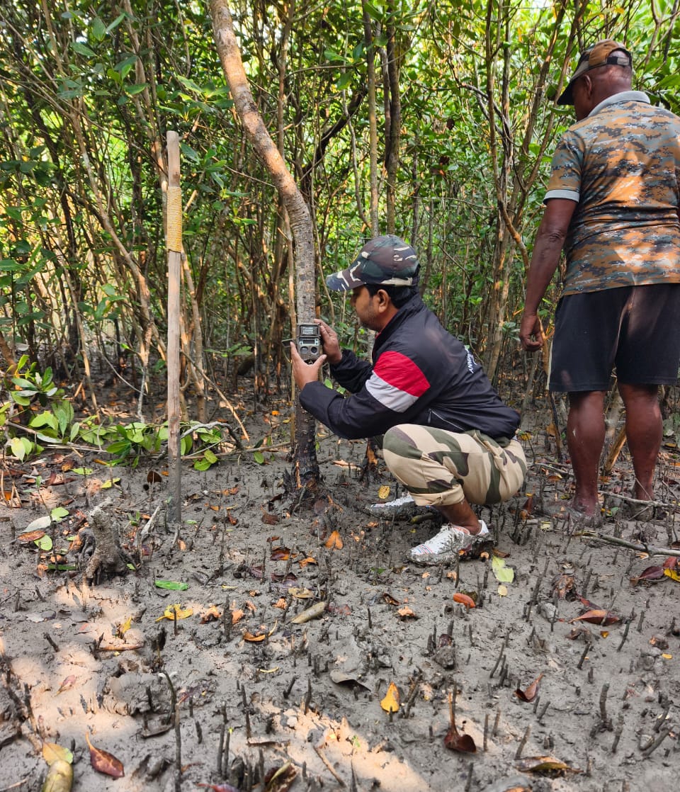 সারাদেশের সঙ্গে এই রাজ্যেও বাঘ শুমারির কাজ শুরুতে যাচ্ছে।