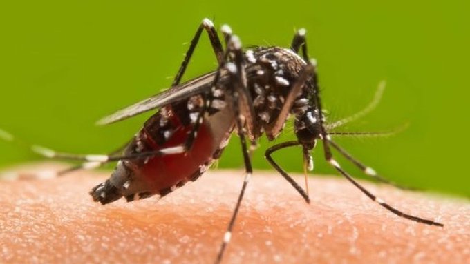 উৎসবের রেশ কাটতেই রাজ্যে ডেঙ্গু সংক্রমণের ঊর্ধ্বমুখী হার উদ্বেগজনক হয়ে উঠেছে।