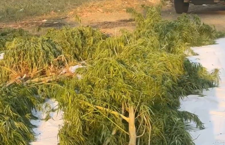 સુરેન્દ્રનગરમાં બે કરોડ રૂપિયાથી વધુની કિંમતનો કેફી પદાર્થનું વાવેતર પકડાયું