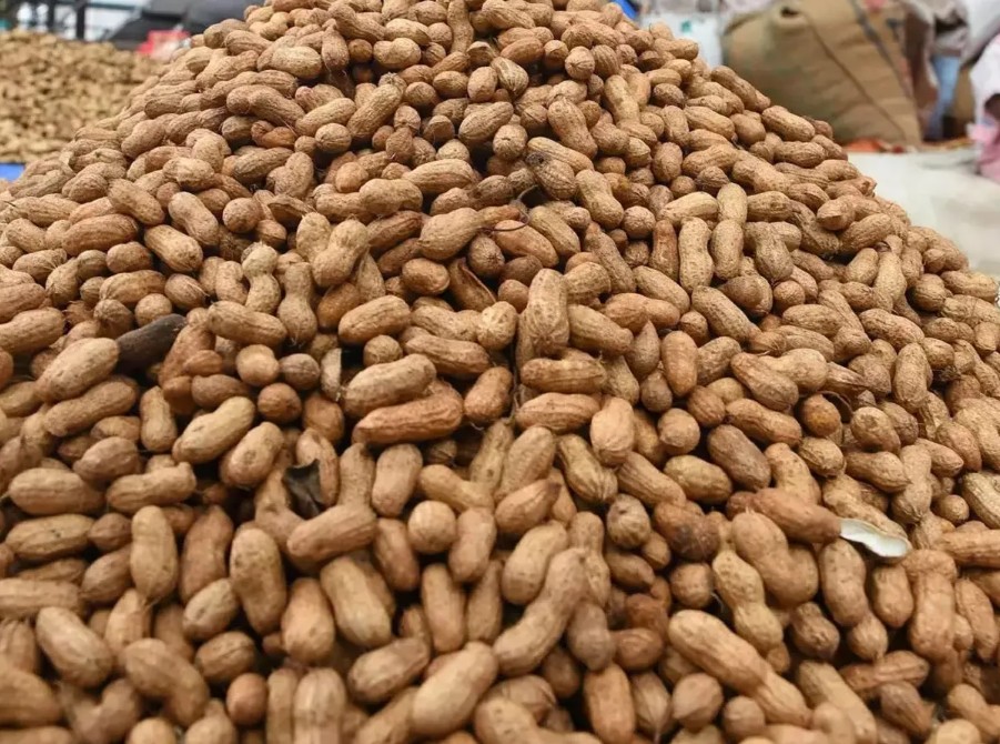 સરકારે અત્યાર સુધી 19 હજારથી વધુ ખેડૂતો પાસેથી 330 કરોડ રૂપિયાથી વધુની મગફળીની ટેકાના ભાવે ખરીદી કરી