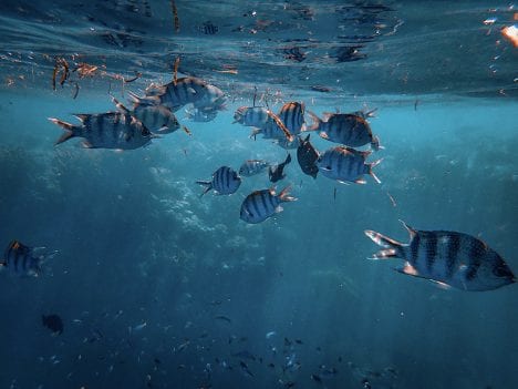 Study Finds Rising Mercury Levels in Oceans Threatening Marine Life