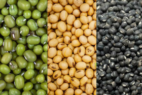 मूग, उडीद आणि सोयाबीन खरेदीला राज्यात येत्या १५ नोव्हेंबरपासून सुरुवात