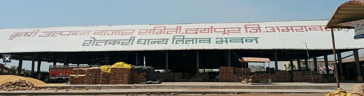 दर्यापूर कृषी बाजार समितीत कापूस खरेदीला प्रारंभ