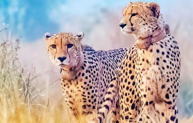 Botswana to Hand Over Eight Cheetahs to India under Project Cheetah Today