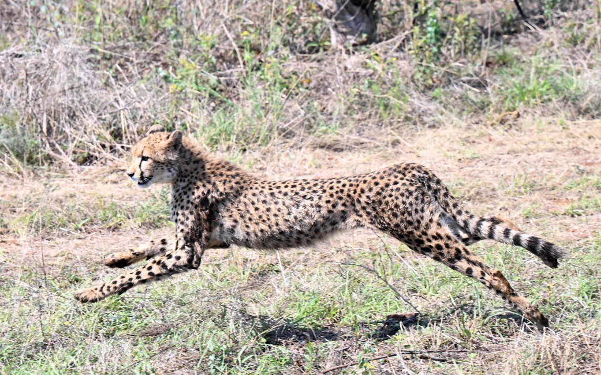बोत्सवाना ने प्रोजेक्ट चीता के अंतर्गत भारत को आज प्रतीकात्‍मक रूप से चीते सौंपे