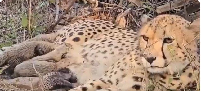 भारत में जन्मी मुखी चीता ने पाँच शावकों को जन्म दिया : पर्यावरण वन मंत्री भूपेंद्र यादव