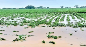 शेतीशी निगडीत कर्जवसुलीला स्थगिती!