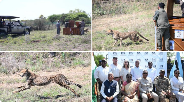 भारताच्या प्रोजेक्ट चित्ताला बोत्सवानाची  ८ चित्त्यांची देणगी